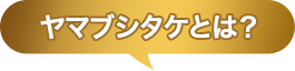 ヤマブシタケとは？ 